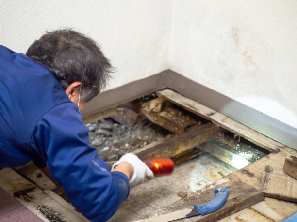 Best Local Mold Removal Service  in Peabody, KS