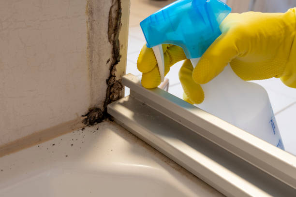 Best Mold Removal Specialists  in Peabody, KS