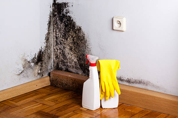Best Certified Mold Removal  in Peabody, KS