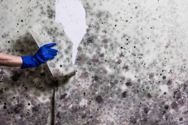 Peabody, KS Mold Removal Company