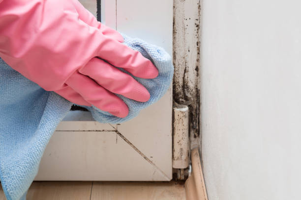 Best Mold Testing  in Peabody, KS