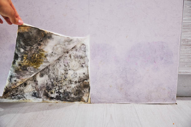 Best Home Mold Removal  in Peabody, KS